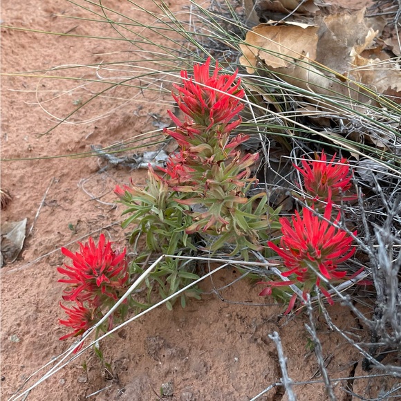 paintedcoral